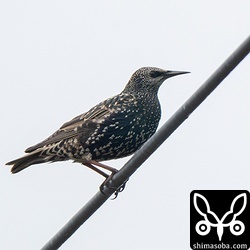 同じ群れいいたホシムクドリ。こちらはムクドリと採餌スタイルが似ているので、長いこと群れを形成しています。