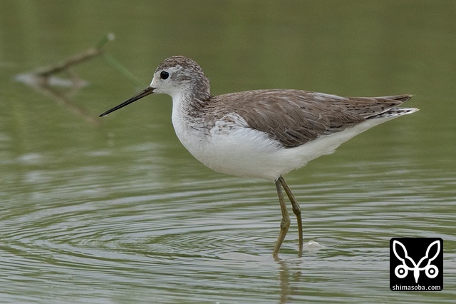 コアオアシシギ