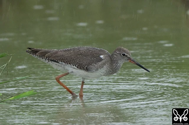 アカアシシギは成鳥、幼鳥が滞在。この個体は、まだ夏羽を残した状態の成鳥。