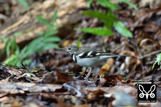 イワミセキレイ