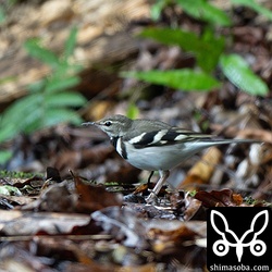 林道のイワミセキレイ。今季も越冬するといいですね。