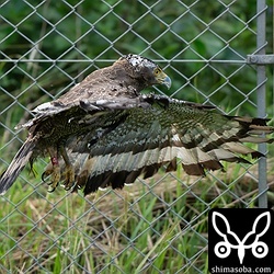 やっと飛び立ったカンムリワシ。右の翼には少し事故の影響が残っているようで、左の翼に比べると前へ出ないようでしたが飛翔には問題なさそうでした。