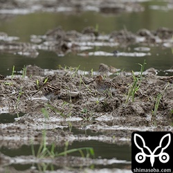 田んぼにはタシギの群れ。