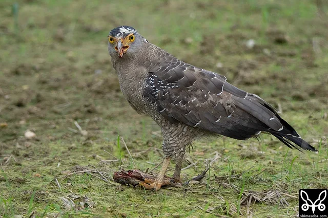 オオヒキガエルを食うカンムリワシ。論文の通り毒は平気なようです。