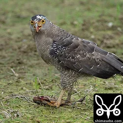 オオヒキガエルを食うカンムリワシ。論文の通り毒は平気なようです。