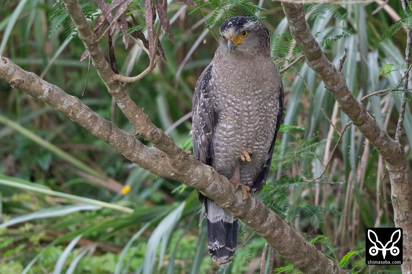カンムリワシ