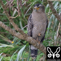 水路で何かを狙っていたカンムリワシ。