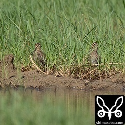 水稲農家が最後の1人となってしまい、田んぼが少ない与那国島ですが、なんとかタシギが残っていました。