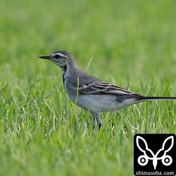 タイワンハクセキレイの第1回冬羽。ハクセキレイは今季の八重山では観察例が少ないです。