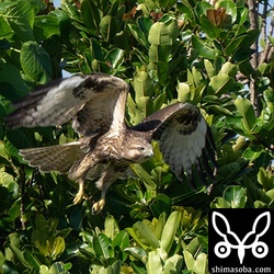 ノスリの幼鳥が飛来していました。