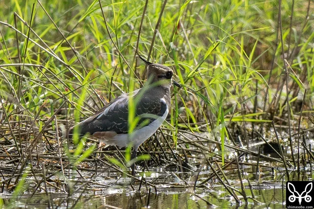 タゲリも八重山で増えてきました。ほとんどが幼鳥です。