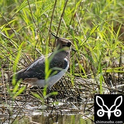 タゲリも八重山で増えてきました。ほとんどが幼鳥です。