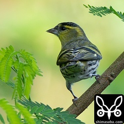 沖縄本島や与那国島ではよく見るんですが、石垣島ではあまり観察例がないマヒワ。不思議ですね。