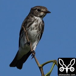 石垣島では、ほとんど残っていませんが、与那国島ではこの時季でも結構見るエゾビタキ。例年、そんな感じです。