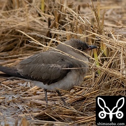 ツバメチドリはかなり疲れた様子でした。