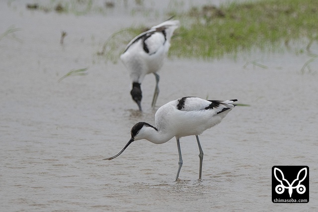 ソリハシセイタカシギ（アボセット）