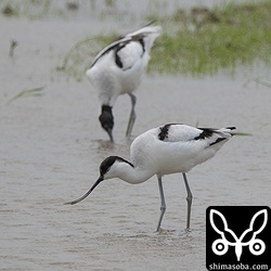 上の個体とは別場所に4羽のソリハシセイタカシギがやってきました。