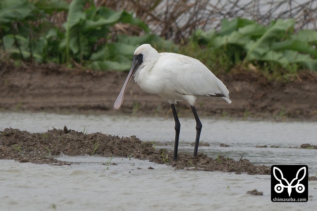 クロツラヘラサギ