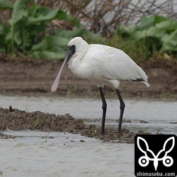 クロツラヘラサギは島内を移動中。