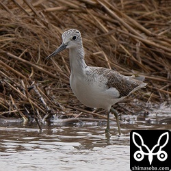 越冬中のアオアシシギ。