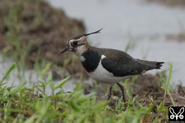 タゲリは複数個所で確認。例年通り、すべて幼鳥です。