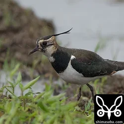 タゲリは複数個所で確認。例年通り、すべて幼鳥です。