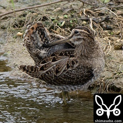 1時間近く追跡して、やっとハリオシギの針のような尾羽がしっかりと見えました。^^