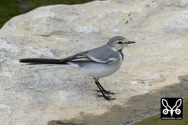 タイワンハクセキレイ
