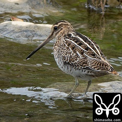 タシギ第1回冬羽。