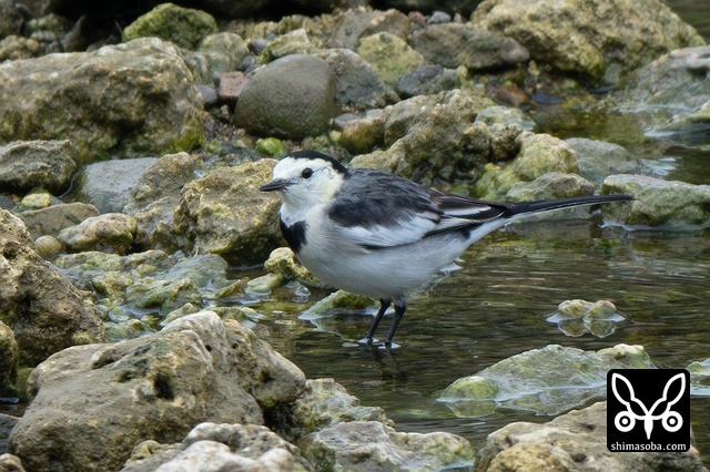 ホオジロハクセキレイ