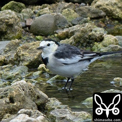 ホオジロハクセキレイのオス第1回冬羽。