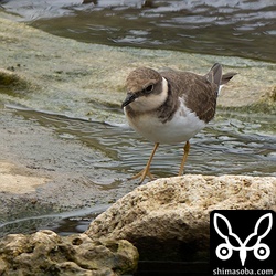 コチドリは小さな群れをあちこちで見ます。