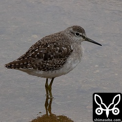 渡りのシーズンはたくさんいたタカブシギですが、この時季になると数を減らします。