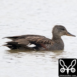 田んぼに警戒心のないオカヨシガモ。渡ってきたばかりなのか疲れた様子でした。