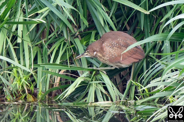 リュウキュウヨシゴイが草むらから出てきて、水路の小魚を狙っていました。