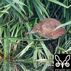 リュウキュウヨシゴイが草むらから出てきて、水路の小魚を狙っていました。
