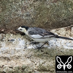 越冬モードのホオジロハクセキレイ第1回冬羽。