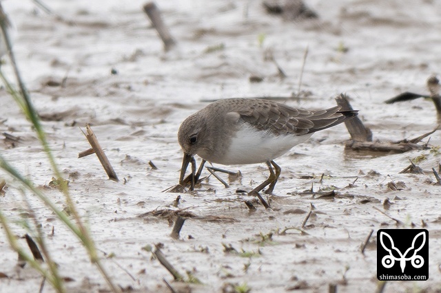 オジロトウネン