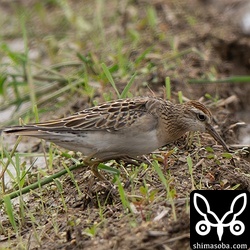 この時季には珍しいウズラシギ。