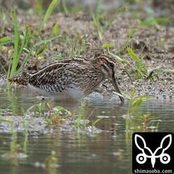 上の群れの中の一羽で翼後縁の白帯が目立たない個体でした。
