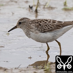 ヒバリシギも滞在中。