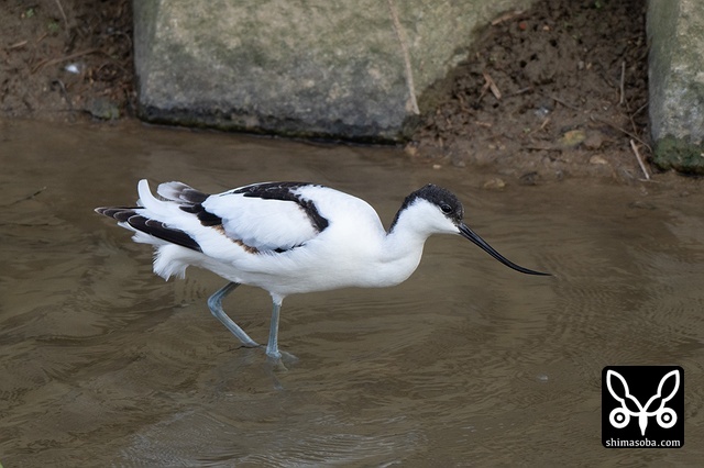 ソリハシセイタカシギ（アボセット）