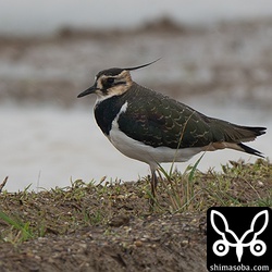 タゲリは小さな群れが複数。