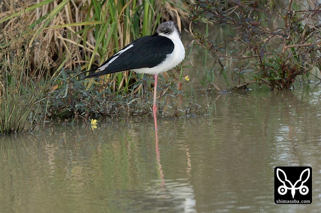 セイタカシギ