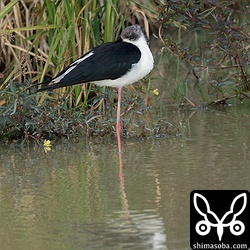 5歳の娘が撮ったセイタカシギ。双眼鏡もうまく使えるようになってきました。