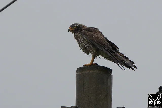 雨でずぶ濡れのサシバは成鳥のメスでした。