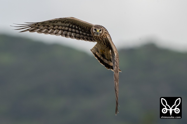 ハイイロチュウヒ