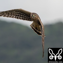 画角からはみ出そうなぐらい近くで暴れ回っていました。田んぼの鳥たちは大パニック。