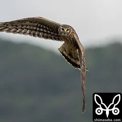 画角からはみ出そうなぐらい近くで暴れ回っていました。田んぼの鳥たちは大パニック。