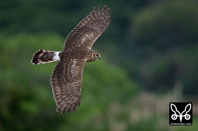 ハイイロチュウヒ
